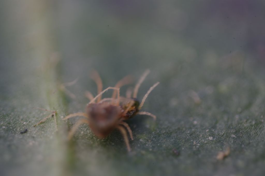 Acari su foglie di edera: cfr.  Tetranychidae - Rende (CS)